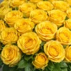 101 желтая роза 2